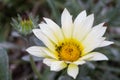 Big white flower on a background of blurred grass Royalty Free Stock Photo