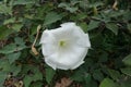 Big white flower of Datura innoxia Royalty Free Stock Photo