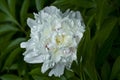 big white flower peonies on a background of green leaves with light veins on them