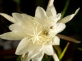 Big white flower of Queen of the Night Epiphyllum oxypetalum Royalty Free Stock Photo