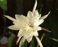 Big white flower of Queen of the Night Epiphyllum oxypetalum Royalty Free Stock Photo