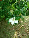 Big white flower on a tree. Magnolia. Royalty Free Stock Photo