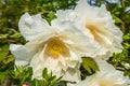 Big white flowers blossoming during spring season, california tree poppy in closeup, nature background