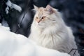 A big white fluffy cat with an attentive look in the snow in winter