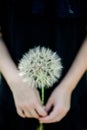 Big white fluffy dandelion in the hands of a child on a black background Royalty Free Stock Photo