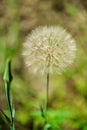 Big white fluffy dandelion on a summer green background. Summer photo. Soft focus Royalty Free Stock Photo