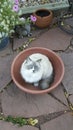 Ragdoll Cat with blue eyes in a planter