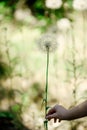 Big white fluffy soft dandelion in a hand on a green summer background. Soft focus Royalty Free Stock Photo