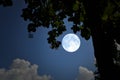 Big white moon and teak leaves at night Royalty Free Stock Photo