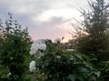 Big white garden flower in flowerbed. peony