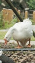 This big white goose looks down for food