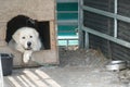 Big white guard dog lying Royalty Free Stock Photo
