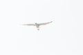 Big white gull wings spread flying in the sky, white background Royalty Free Stock Photo