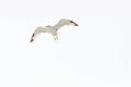 Big white gull wings spread flying in the sky, white background, space for text Royalty Free Stock Photo
