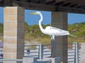 Big white heron on a handrail
