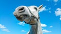 Big white horse head portrait on a sunny summer day with clear blue sky and white clouds Royalty Free Stock Photo