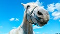 Big white horse head portrait on a sunny summer day with clear blue sky and white clouds Royalty Free Stock Photo