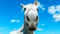 Big white horse head portrait on a sunny summer day with clear blue sky and white clouds Royalty Free Stock Photo