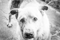 Big white hungry homeless dog with sad eyes. Black white portrait of unhappy stray dog. The concept of a shelter for animals, car Royalty Free Stock Photo
