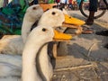 Big white king duck of south Asia in a Market brought to sell. South Asian white goose / water birds Royalty Free Stock Photo