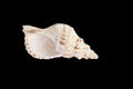 Big white with light brown sea shell isolated on black background Royalty Free Stock Photo