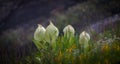 A Brahma Kamal A High altitude Flower