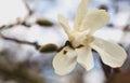 Big white magnolia flower on faded branches background Royalty Free Stock Photo