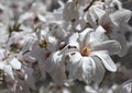 Big white magnolia flower on the magnolia tree Royalty Free Stock Photo