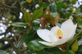 Big white Magnolia flower on a tree. Evergreen tree Royalty Free Stock Photo