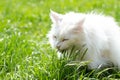 Big white Maine Coon cat eating grass on the lawn to prevent hairballs.