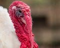 Portrait of male domestic turkey Meleagris gallopavo