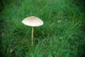 A big white mushroom glow alone on green grass in a park of tropical zone with picture space