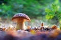 Big white mushroom porcini in autumn forest Royalty Free Stock Photo