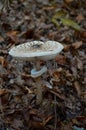 Big white mushroom in the woods Royalty Free Stock Photo