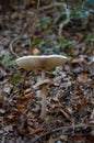 Big white mushroom in the woods Royalty Free Stock Photo
