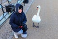 white mute swan looks at seated young girl in warm winter clothes in Langelinie park. Copenhagen, Denmark