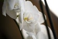 Big White Orchid Closeup White Petals Royalty Free Stock Photo