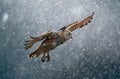 big white owl (Siberian owl - Bubo bubo sibiricus) flying in winter weather, snowflakes falling