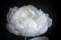 Big white paper flower peony