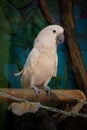 Big white parrot macaw sitting in a cage Royalty Free Stock Photo