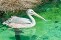 A big white pelican bird in a pond