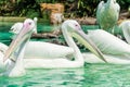Big white pelican birds in a pond