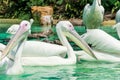 Big white pelican birds in a pond