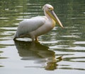 Pelican