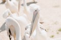 Big white pelicans on the background of sand. Close up