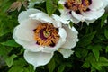 Blooming tree peony after rain.