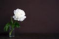 Big white peony fower with gentle delicate petals on the dark background with copy space.