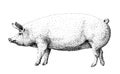 Big white pig illustration old lithography style