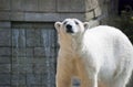 Big White Polar Bear Looking Royalty Free Stock Photo