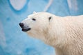 Big white polar bear in the zoo Royalty Free Stock Photo